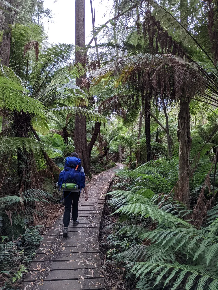 rainforest boardwalk